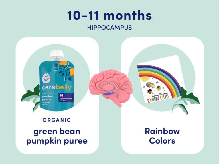 10-11 months: Hippocampus. Green bean pumpkin puree + rainbow colors